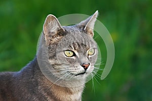 Close up of tabby cat on natural green background