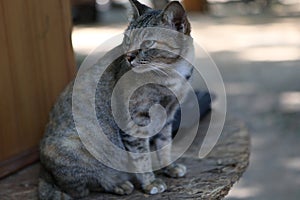 Close-up of a tabby cat sitting on an outdoor floor.