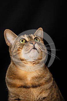 Close-up of tabby common cat with green eyes, looking up, on black background, in portrait