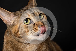 Close-up of tabby common cat with green eyes, looking up, with tongue out, on black background, horizontal,
