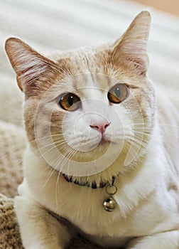 A Close Up of a Tabby Cream Cat