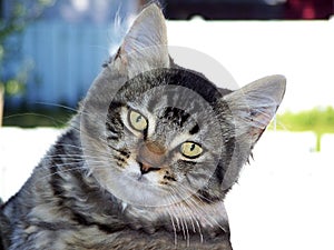Close-up of a Taby cat looking at the camera photo