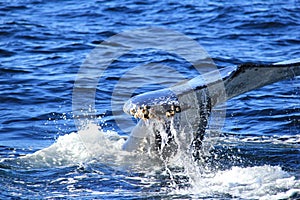 Close up of tail of Deep diving Hump Back Whale Australia