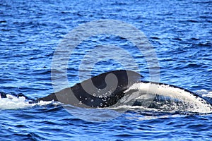 Close up of tail of Deep diving Hump Back Whale Australia