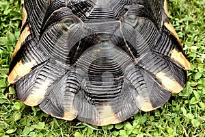 Close up on the tail of a rare terrestrial turtle