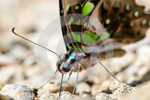 Close up Tailed Jay butterfly with have green spots on wings