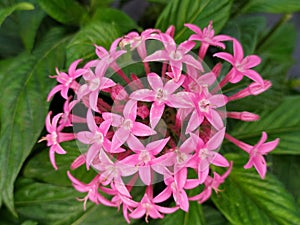 A close up of a bud of pink Lucky Star flowers. Detalle de un capullo florecido de flores Pentas de color rosado. photo