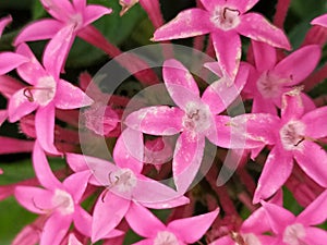 A close up of a group of pink Lucky Star flowers. Detalle de un grupo de flores Pentas de color rosado. photo