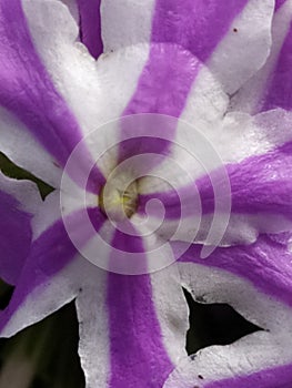 Detail of a small white Vervain flower with lilac stripes. Detalle de un pequeÃÂ±a flor Verbena blanca con rayas lila photo