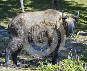 Close up on Takin, national animal of Bhutan