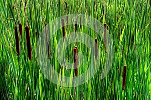 Close-Up of Tall Cat-tails ( Typha latifolia )