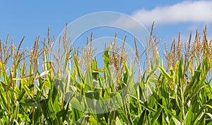 Close-up of Tall Field of Corn