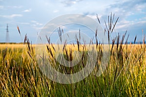 Close Up of Tall Grass in Prairie