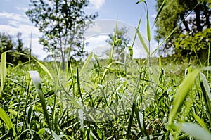 Close up of tall grasses in a field meadow on a sunny summer day in the midwest USA photo