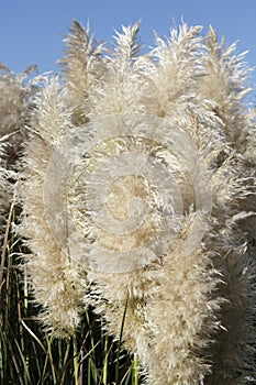 Close-Up of Tall Pampas Grass Plumes