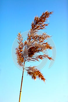 Close up of tall winter feathery grass