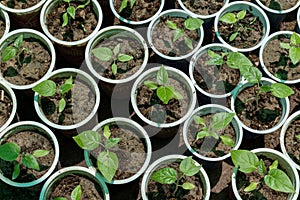 Close up of a Tamarillos tomatoes tree seedlings