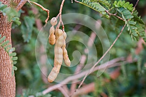 Close up tamarind fresh fruit on tree. Asian superfruit and herb. Tropical fruits. image for background, wallpaper and copy space.