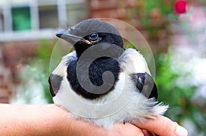 Close-up of a tame baby Magpie.