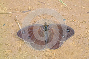 Tan nymphalidae butterfly photo
