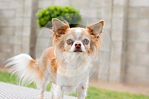 A close up of a tan and white Chihuahua dog.