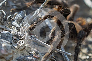 Close Up of a Tarantula