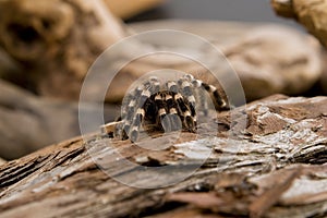 Close-up of a tarantula