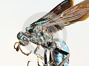 A Close Up of a Tarantula Hawk Wasp