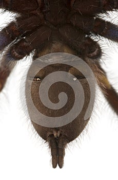 Close-up of Tarantula spider