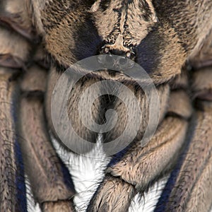 Close-up of Tarantula spider, Poecilotheria Metallica