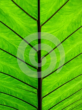 Close-up of Taro leaf back side. photo