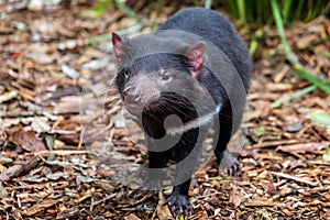 Close up of a Tasmanian Devil on ground