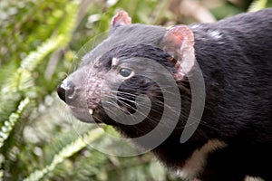 This is a close up of a Tasmanian devil