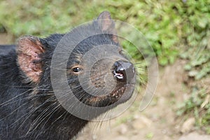 Close up of a Tasmanian Devil sniffing the air