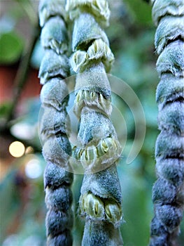 Close up of tassels on Garrya elliptica shrub