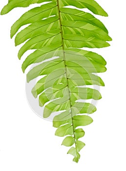 Close Up of Tassle Ferns on White Background