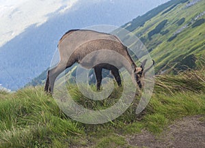 Close up Tatra chamois, rupicapra rupicapra tatrica standing on a summer mountain meadow in Low Tatras National park in