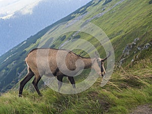 Zblízka tatranský kamzík, rupicapra rupicapra tatrica stojaci na letnej horskej lúke v národnom parku nízke tatry v
