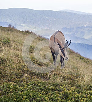 Zblízka tatranský kamzík, rupicapra rupicapra tatrica stojaci na letnej horskej lúke v národnom parku nízke tatry v