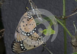 Close up of tawny coster butteflies mating