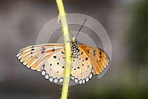 Close up of Tawny Coster butterfly