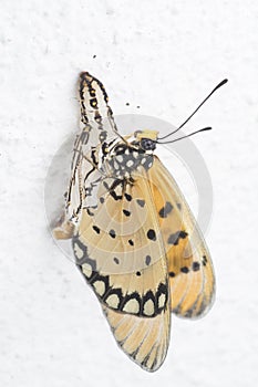 Close up of tawny coster butterfly emerge from pupa