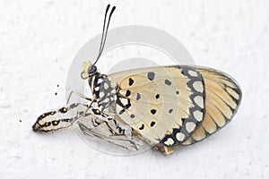 Close up of tawny coster butterfly emerge from pupa