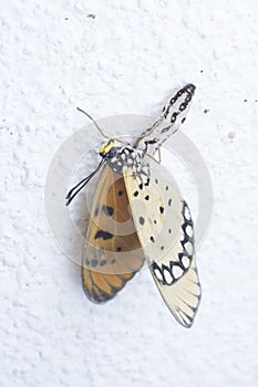 Close up of tawny coster butterfly emerge from pupa