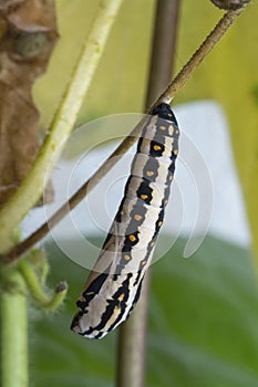 Close up of tawny coster pupa hanging on the stem