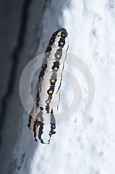 Close up of tawny coster pupa hanging on the stem