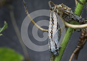 Close up of tawny coster pupa hanging on the stem