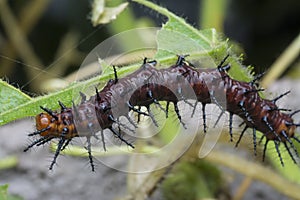 Close up of tawny coster pupa hanging on the stem