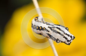 Close up of tawny coster pupa hanging on the stem