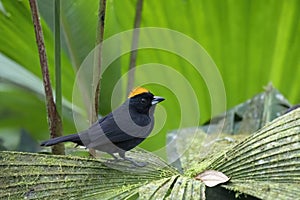 Close up of a Tawny-crested Tanager (Tachyphonus delatrii) male showing its orange feathers crest